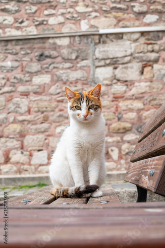 stray cat white, orange and gray colored sitting in a bench