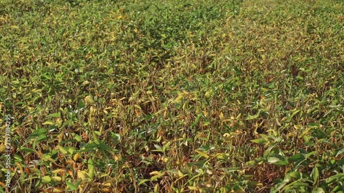 A large soybean field shows plants in green and yellow colors. It is time for harvest in a rural area where farmers work to gather crops. The sun shines on the field