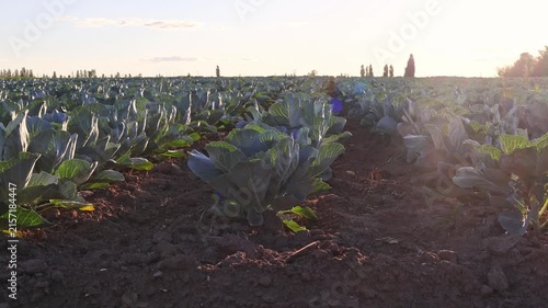 Footage shows a cabbage field in a farming area during sunset. The sun casts light on the leaves, creating clear rows of growing cabbage plants