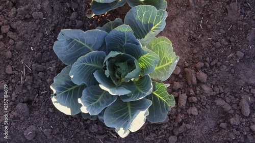 A cabbage plant is seen growing in soil under sunlight. The leaves are dark green with light edges. The plant is healthy and expanding in the garden space