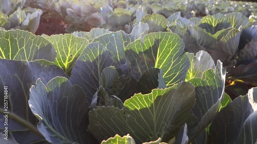 Cabbage leaves fill the field with green color. Dew drops cover the leaves in the early morning light. The sun shines down, highlighting the details of each leaf in the garden