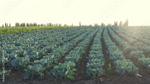 Cabbages grow in neat rows in a large field. The sun sets behind the trees, casting light over the crops. This rural area shows the beauty of agriculture