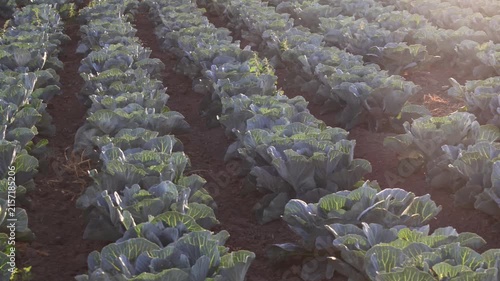 Rows of cabbage plants are growing in a field during the afternoon. The sun shines on the leaves, showing their green color. The ground is brown and well-tilled