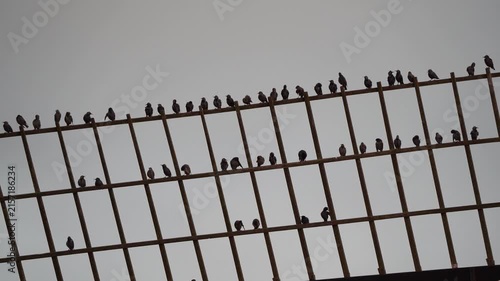 Zoomed in on a group of common starlings (Sturnus vulgaris) sitting on the blade of a windmill in Kinderdijk windmill area