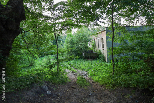 Foto A dirt road leads through a dense forest to an abandoned, overgrown building and an old wooden wheelbarrow