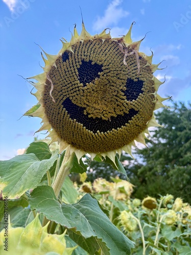 Lächelnde Sonnenblume – Farbenfrohe und fröhliche Blumendekoration