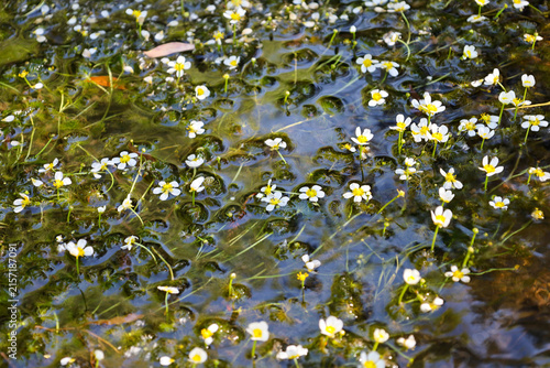 Quadro su tela Small white buttercup flowers float on the surface of clear water, surrounded by dense green aquatic plants