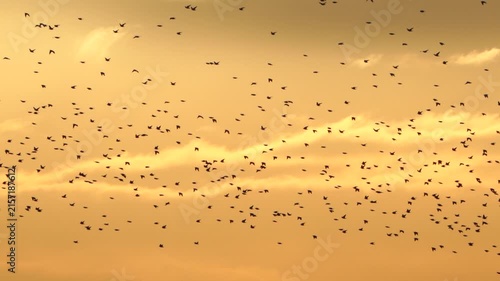 A flock of of common starlings (Sturnus vulgaris) flying during the golden hour in the evening