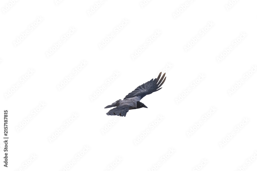 Naklejka premium A detailed close-up of a carrion crow flying in a gliding position, isolated against a transparent background.