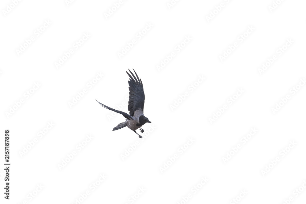 Obraz premium A crow flying with its wings raised in descent mode, isolated against a transparent background.