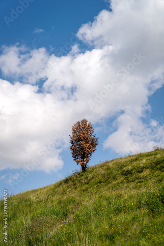 Bild auf Leinwand Lonely dead tree on grassy hill in the Dolomites Italy 2024