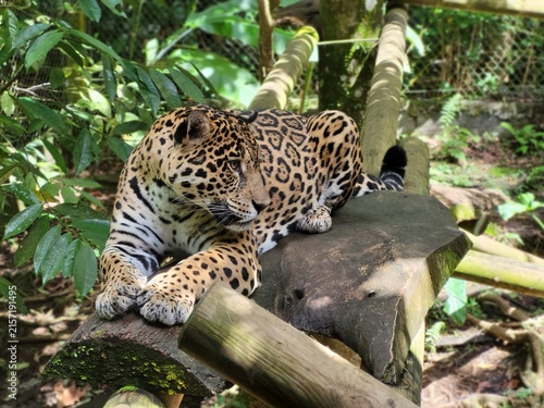 Quadro su tela Jaguar