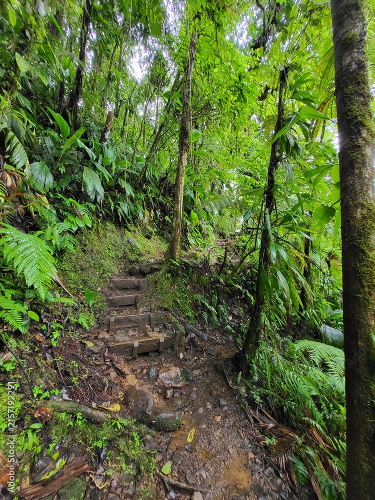 Obraz premium Forêt tropicale, Guadeloupe