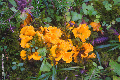 Glowing Chanterelles in the Forest