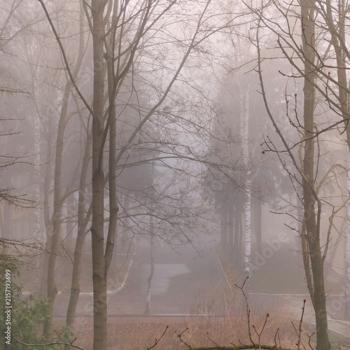 Canvastavla Park in the Fog