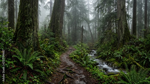 Vancouver Island Pacific Rim old-growth rainforest trail with mist and ferns, Ultra High-Definition Background Stock Image.