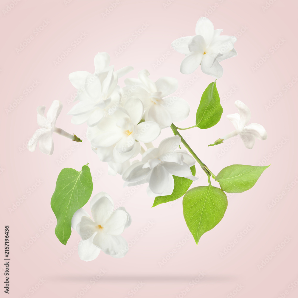 Fototapeta premium White lilac flowers and green leaves falling against pastel pink background