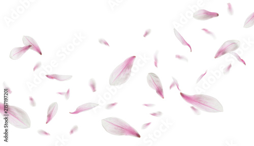 Pink magnolia petals flying in air against transparent background