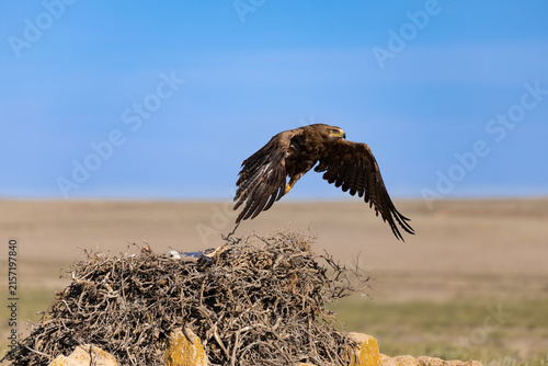 Foto Adult female of Steppe Eagle (Aquila nipalensis) taking off from the nest