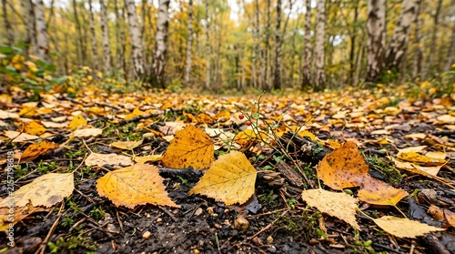 Autumn birch forest floor - yellow leaves on dark wet soil, carpet pattern, Ultra High-Definition Background Stock Image.