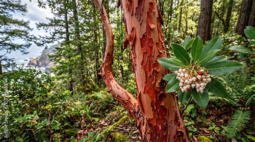 Pacific madrone tree with peeling red-orange bark in coastal California forest, Professional Editorial Nature Photograph.