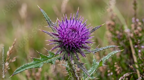 Scottish thistle macro - purple spiky bloom with dewdrops on thistle needles, Professional Editorial Nature Photograph.