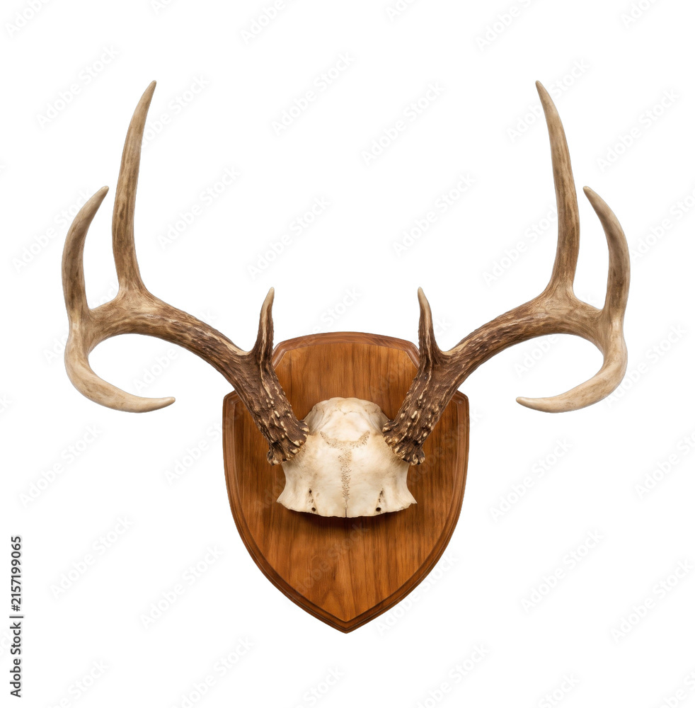 Photography Poster Mounted deer antlers and skull on a wooden
