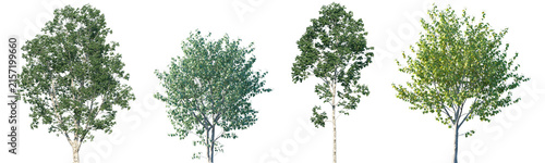 Konstfotografi Set of Betula platyphylla and Betula Utilis Jacquemontii (the Himalayan birch or