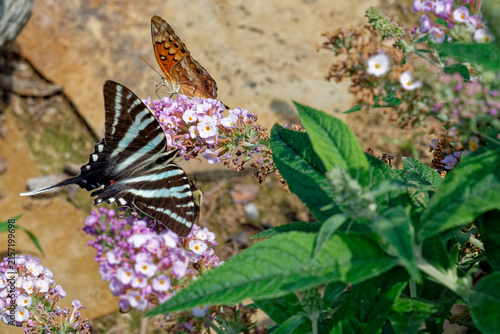 Two different butterflies on a flower