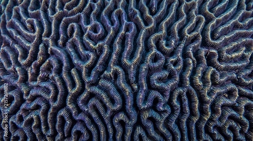 Coral reef brain coral pattern macro - abstract labyrinthine grooves, Ultra High-Definition Background Stock Image.
