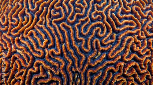 Coral reef brain coral pattern macro - abstract labyrinthine grooves, Professional Editorial Nature Photograph.