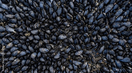 Mussel shell bed low tide abstract - blue-black oval mosaic pattern overhead, Professional Editorial Nature Photograph.