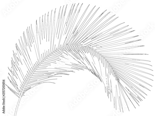 Принти на полотні Single tropical palm leaf frond isolated on transparent background for exotic an