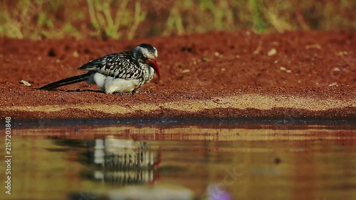 Southern Red billed Hornbill  eating along waterhole at dawn with reflection in Greater Kruger National park, South Africa ; Specie Tockus rufirostris family of Bucerotidae