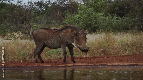 Common warthog walking along waterhole in alert  in greater Kruger National park, South Africa ; Specie Phacochoerus africanus family of Suidae