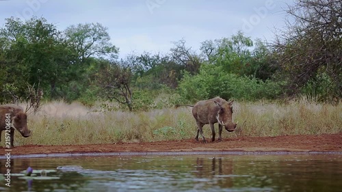 Three Common warthog walking to waterhole and drinking front view in greater Kruger National park, South Africa ; Specie Phacochoerus africanus family of Suidae
