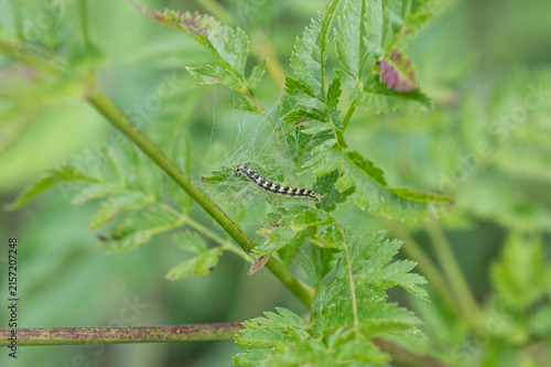 Foto A detailed nature and macro photograph of a caterpillar hiding in the silk web it has spun among the green leaves