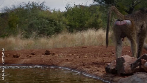 Small group of Chacma baboon drinking in waterhole side view in greater  Kruger National park, South Africa ; Specie Papio ursinus family of Cercopithecidae