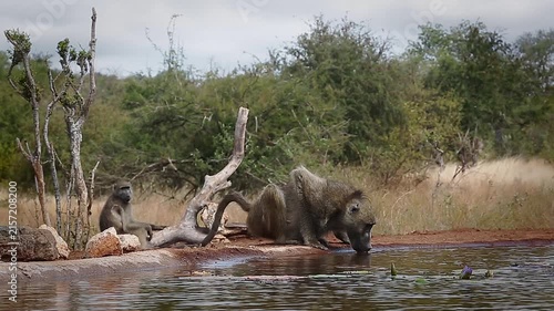 Small group of Chacma baboon drinking in waterhole side view in greater  Kruger National park, South Africa ; Specie Papio ursinus family of Cercopithecidae