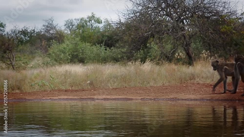Three Chacma baboons drinking and walking along waterhole  in greater  Kruger National park, South Africa ; Specie Papio ursinus family of Cercopithecidae