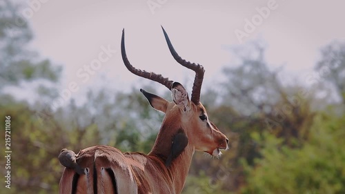 Common Impala horned male portrait groomed by oxpecker in Greater Kruger National park, South Africa ; Specie Aepyceros melampus family of Bovidae