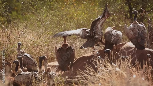 Group of  White backed Vulture scavenging and fighting on old elephant carcass at dawn in Greater Kruger National park, South Africa ; Specie Gyps africanus family of Accipitridae
