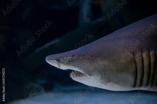 Galeocerdo cuvier Tiger Shark Close Up Portrait. Tiger Shark with Distinctive Striped Pattern Underwater.