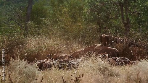 Group of  White backed Vulture scavenging and fighting on old elephant carcass at dawn in Greater Kruger National park, South Africa ; Specie Gyps africanus family of Accipitridae