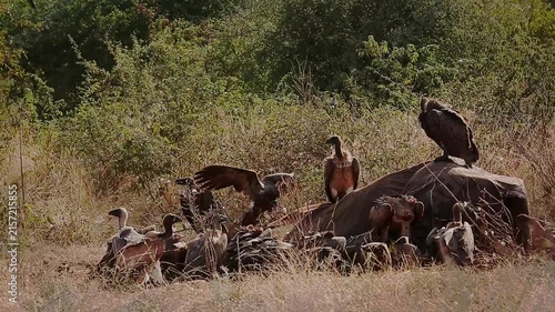 Group of  White backed Vulture scavenging and fighting on old elephant carcass at dawn in Greater Kruger National park, South Africa ; Specie Gyps africanus family of Accipitridae