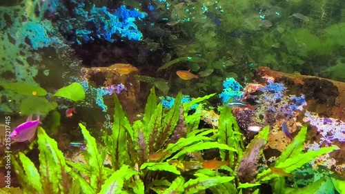 Colorful fish swim in a bright aquarium with lush green plants 