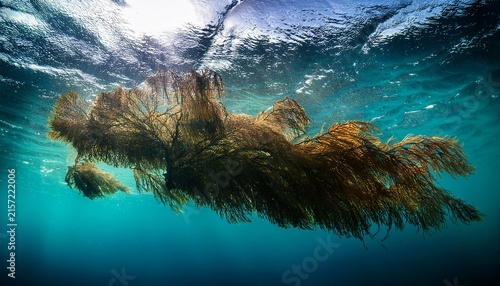 dark side of the sargassum a photo of sargassum shot from underneath the floating nuisance this seaweed has bloomed out of control in the caribbean where it floats to land and stinks