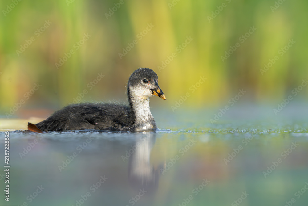 Fototapeta premium Juvenile Eurasian Coot Swimming on Calm Water