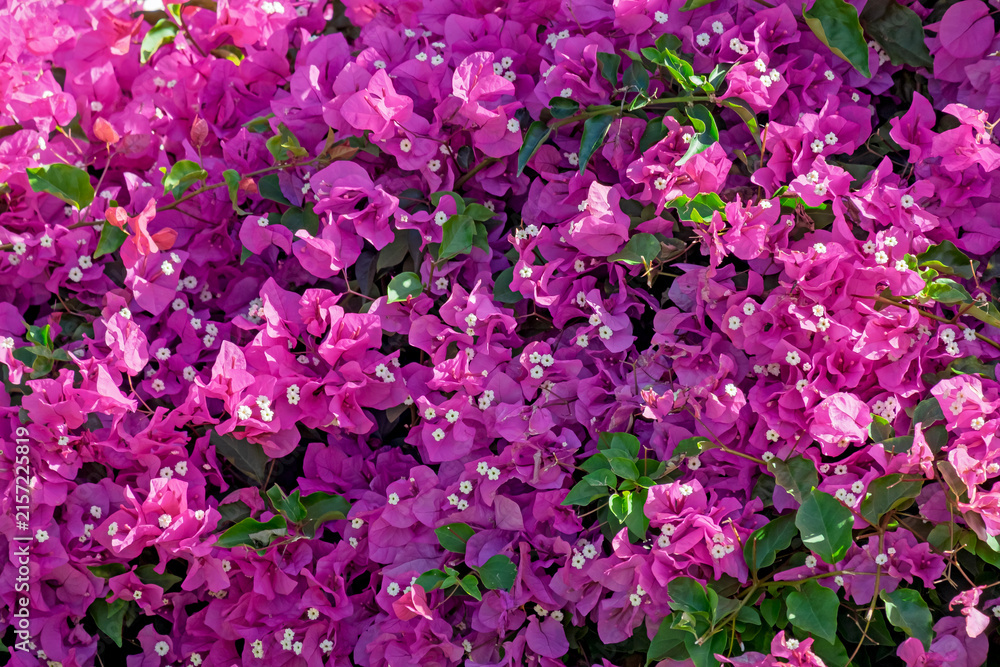 Fototapeta premium Bougainvillea