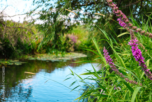 Wild meadow flowers on banks of a river. English nature in Summer. 